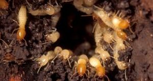  شركة مكافحة النمل الابيض بعنيزة